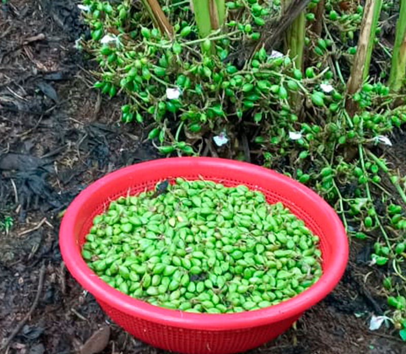 Beneficios del Cardamomo en la Salud y la Cocina