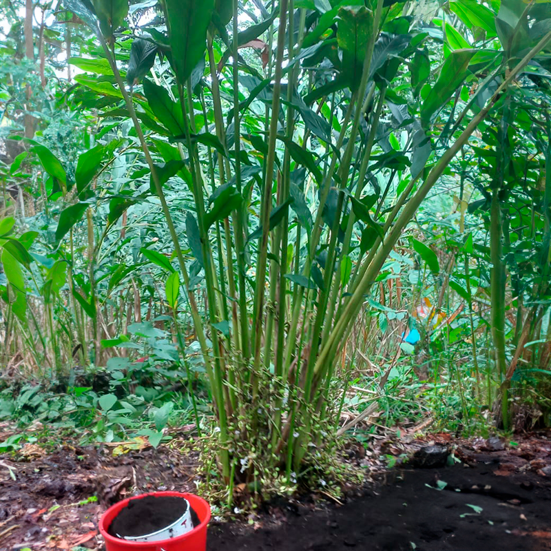 Cosecha Cardamomo