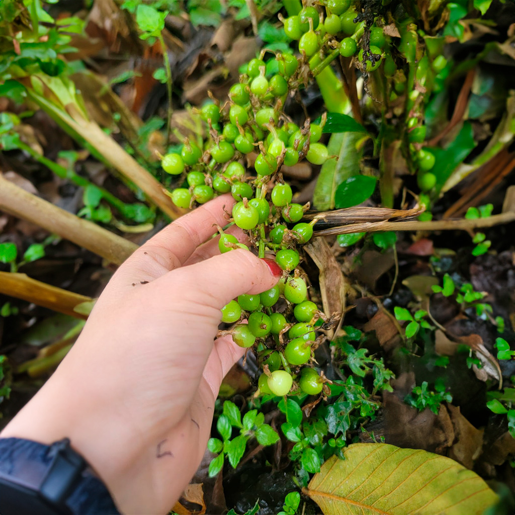 Semillas de Cardamomo