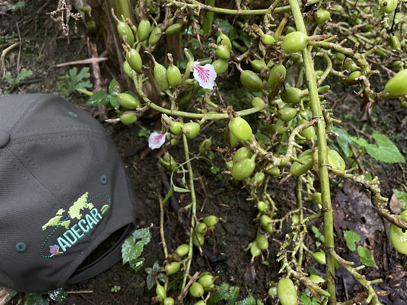 Cardamomo bebida