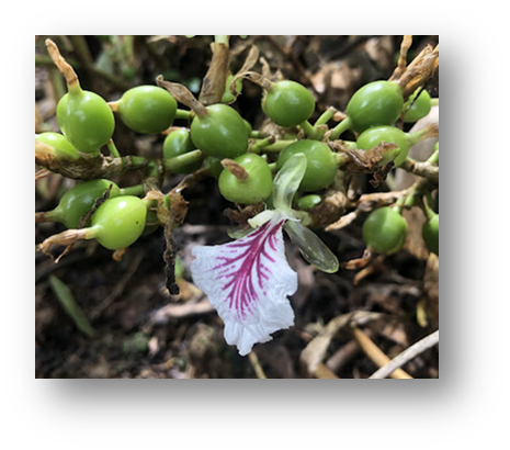Cardamomo